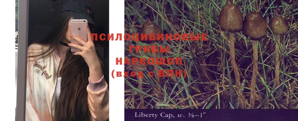 крисы Бородино